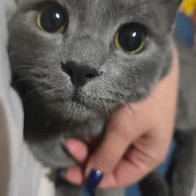 пропал котик