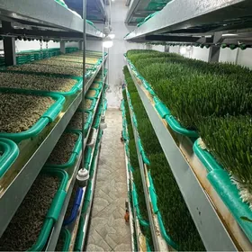 Mallara iým gidroponika 