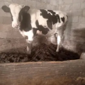 GOLİŞTEÝİN ÖKÜZ