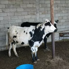 TÛWELER KANADGA SÌMMENTAL