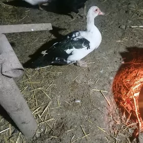 мускус ордек