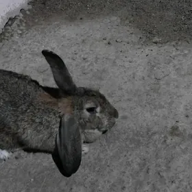 Erkek ve urgacy towsan