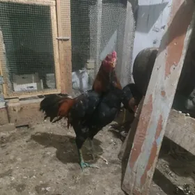 бойцовый петух