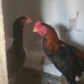 бойцовский петух и курица