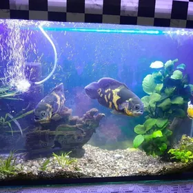 Астронотусы