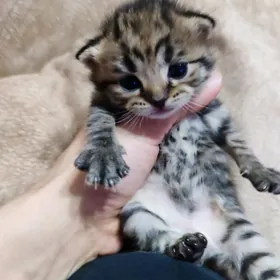 Котёнок вислоухий мальчик