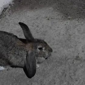 Erkek ve urgacy towsan