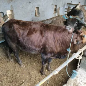 öküzler ve unajyn ve sygyr