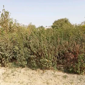 sapylan miweli nahal