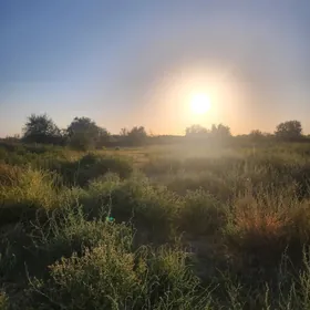 SATLIK EKIŞKAR YER 2GT