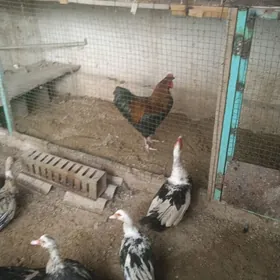 gigant we baýsok gatylan horaz