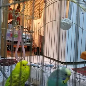 попугаи пара