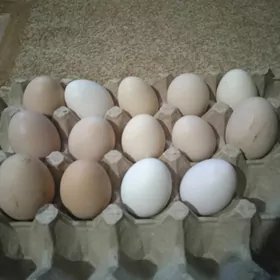 brama gigant ýumurtga 3 m