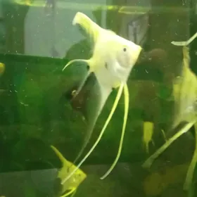 скалярий вуалевые