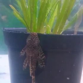 анциструсы