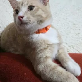 отдам рыжего мальчика