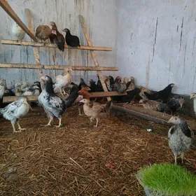 цыплята или jujeler