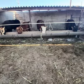 окуз сыгыр  тувелер