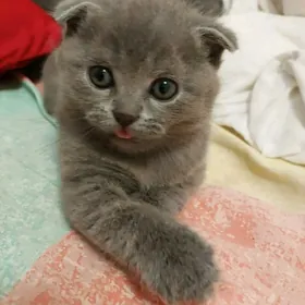 Продается котенок