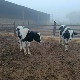 GOLIŞTEÝIN  ÖKÜZler