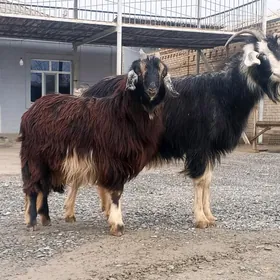 Goýunlar we geçiler