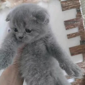 Шотландская порода