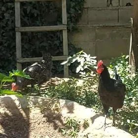 Джерсиск Гигант