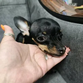 пропала собака