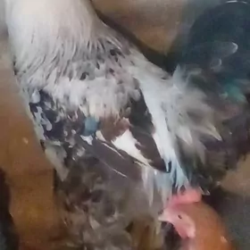 хороз   балгар