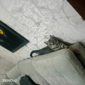 Кошка Табби