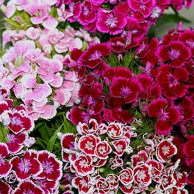 Семена Турецкой гвоздики