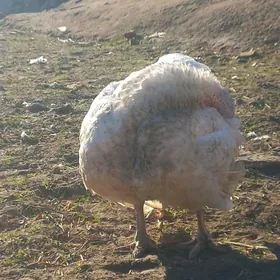 BIG 6 induk yumurtga bar