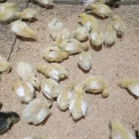 Bedene jüje Tehas 7bedeneJüje