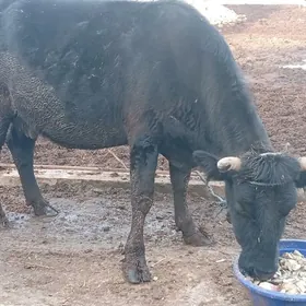 Çorny piyostyr bogaz sygyr