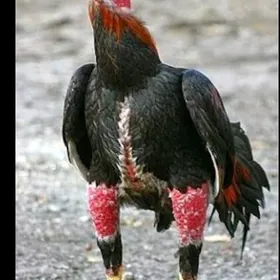 JÜJE БОЕЦ (KÜLENGI, DEKAN)