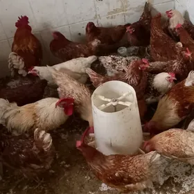 Gyzyl ýumurt berýän towuk 7 aý