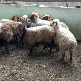 Kisar Türkmen.Işşek Gysyr Goyn