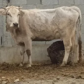 ŞİWES GOLELİ SYGYR