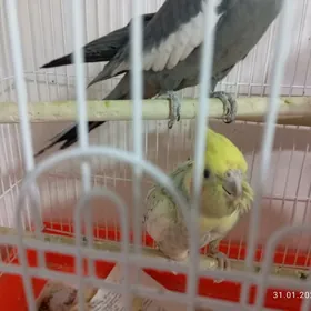 карела karella