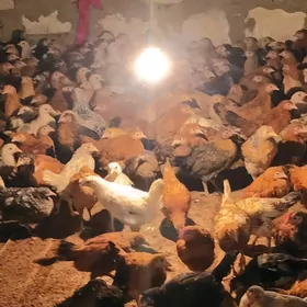 YERLI JUYJE 3 AY BOLAN