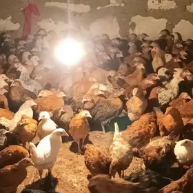 yerli juje 3 ay bolam