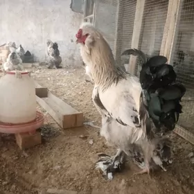 troýka towuk ýumurtga