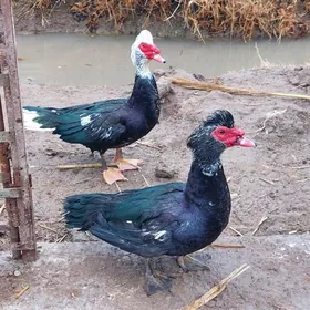 Muskus ördekler + gaz