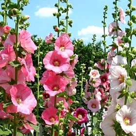 Семена Мальвы