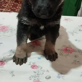 овчарка щенки.