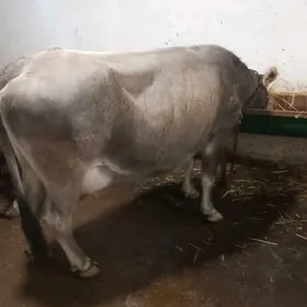 Suytlu sygyr shwes tohum