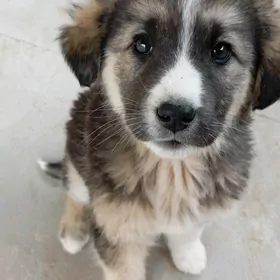 милый шенок