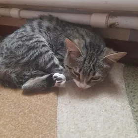 Pişijek. кошка