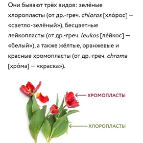 bagbançylyk iş gerek