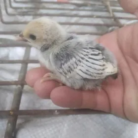 I'mzibraýityň jüýjeleri